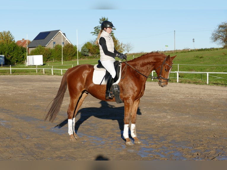 Trakehner Ruin 4 Jaar 168 cm Vos in Ganschow
