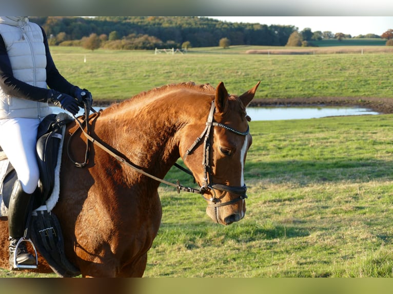 Trakehner Ruin 4 Jaar 168 cm Vos in Ganschow
