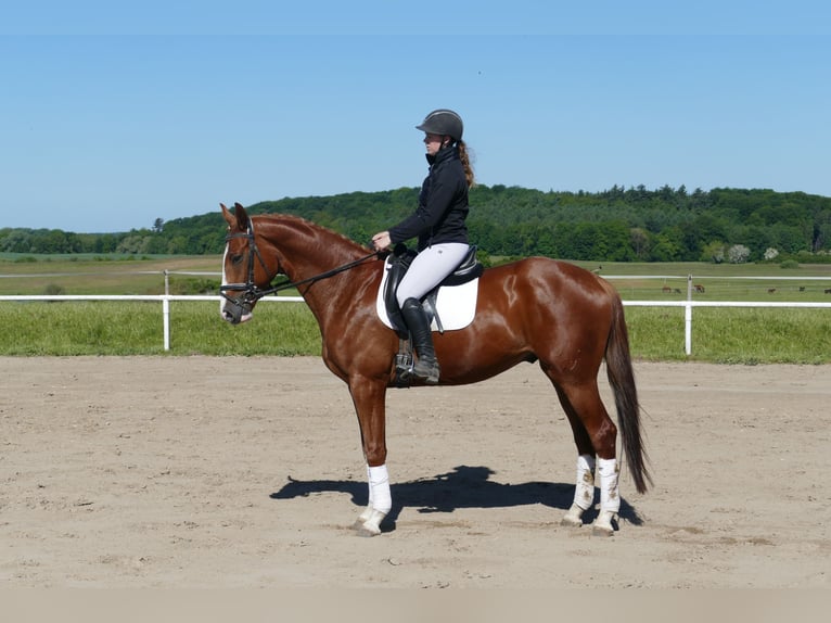 Trakehner Ruin 4 Jaar 168 cm Vos in Ganschow