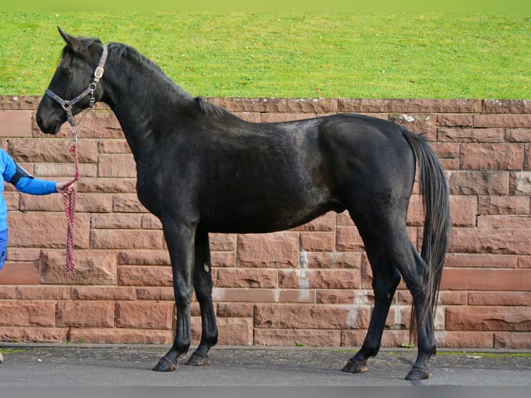 Trakehner Ruin 4 Jaar 168 cm Zwart in Alzenau in Unterfranken