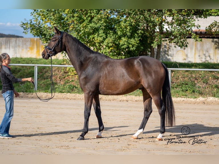 Trakehner Ruin 4 Jaar 169 cm Bruin in Diez