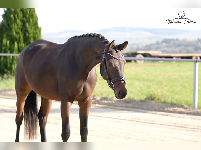 Trakehner Ruin 4 Jaar 169 cm Bruin in Diez