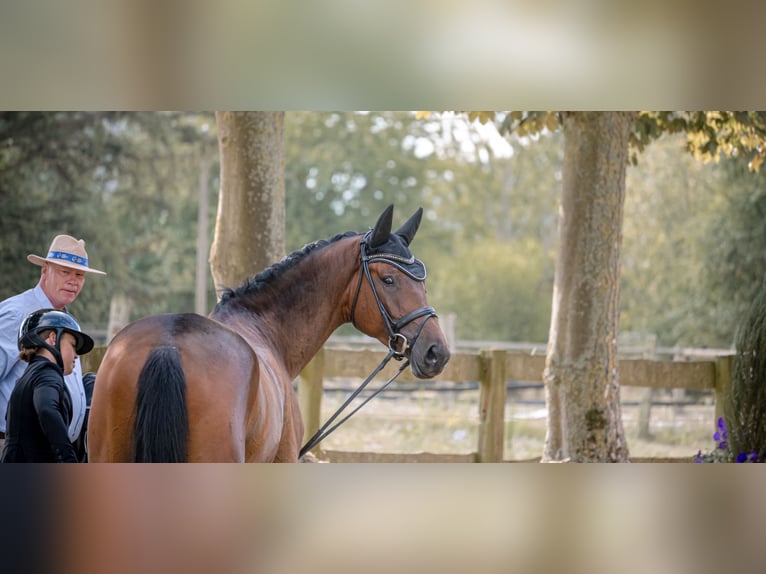Trakehner Ruin 4 Jaar 169 cm Bruin in Hamm