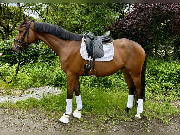 Trakehner Ruin 4 Jaar 169 cm Bruin in Kassel