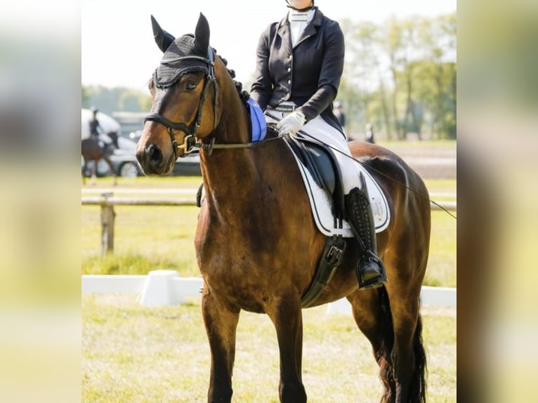 Trakehner Ruin 4 Jaar 170 cm Bruin in Oyten Trakehner Ruin 4 Jaar 170 cm Bruin in Oyten