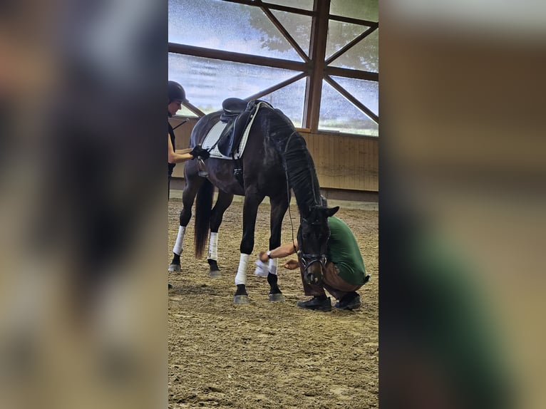 Trakehner Ruin 4 Jaar 170 cm Donkerbruin in Forst