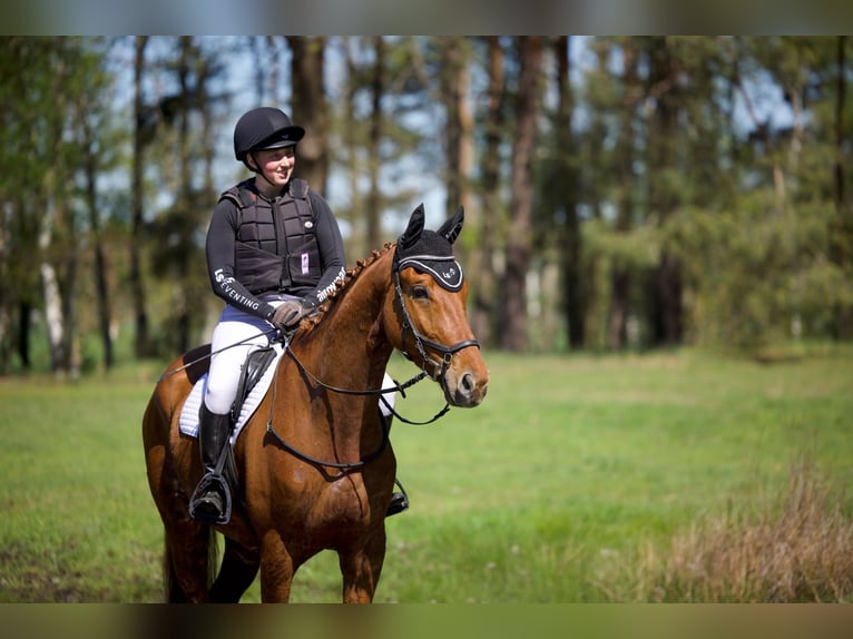 Trakehner Ruin 4 Jaar 170 cm Vos in Dannenberg (Elbe)