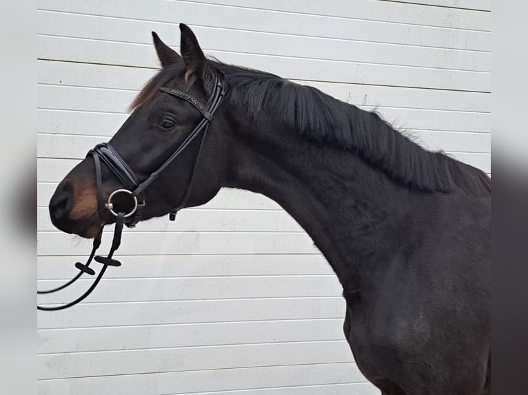 Trakehner Ruin 4 Jaar 172 cm Donkerbruin in Inzigkofen
