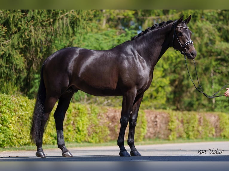 Trakehner Ruin 4 Jaar 172 cm Zwartbruin in Dätgen