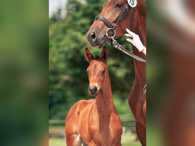 Trakehner Ruin 4 Jaar 175 cm Bruin in Dautphetal