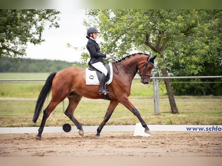 Trakehner Ruin 4 Jaar 175 cm Bruin in Dautphetal