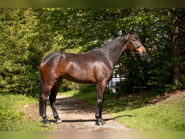 Trakehner Ruin 4 Jaar 175 cm Donkerbruin in Wertach