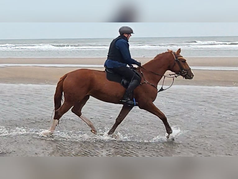 Trakehner Ruin 4 Jaar 175 cm Vos in Neunkirchen-Seelscheid