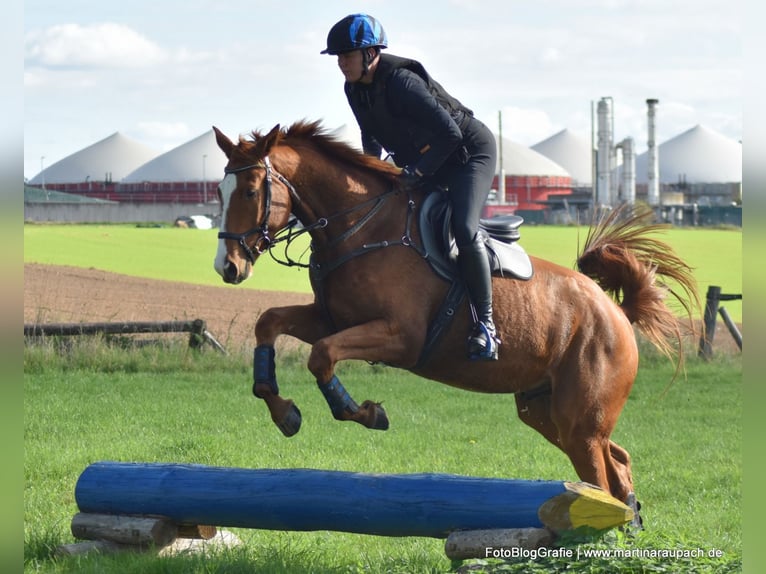 Trakehner Ruin 4 Jaar 175 cm Vos in Neunkirchen-Seelscheid