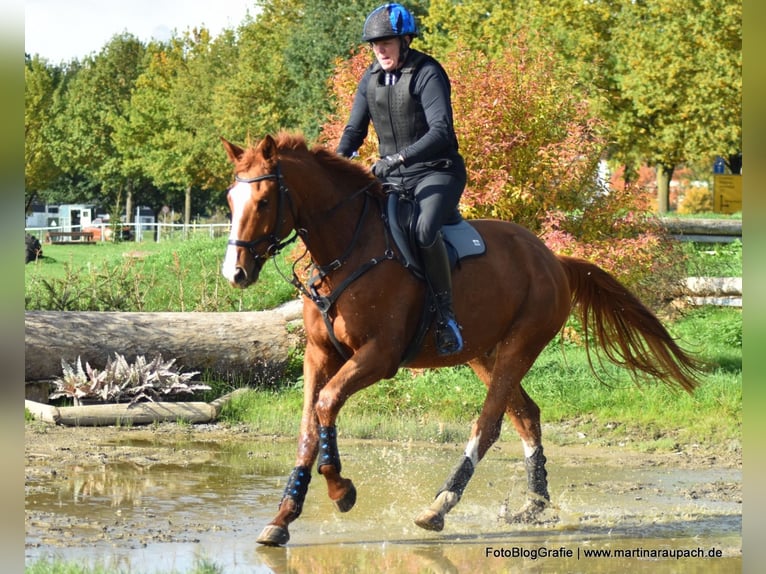 Trakehner Ruin 4 Jaar 175 cm Vos in Neunkirchen-Seelscheid