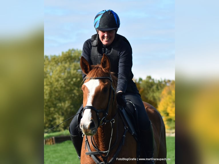 Trakehner Ruin 4 Jaar 175 cm Vos in Neunkirchen-Seelscheid