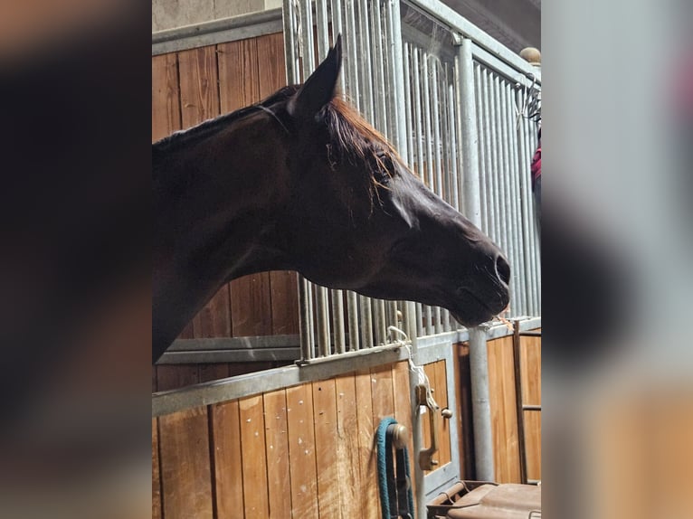 Trakehner Ruin 4 Jaar 175 cm Zwart in Divino Amore