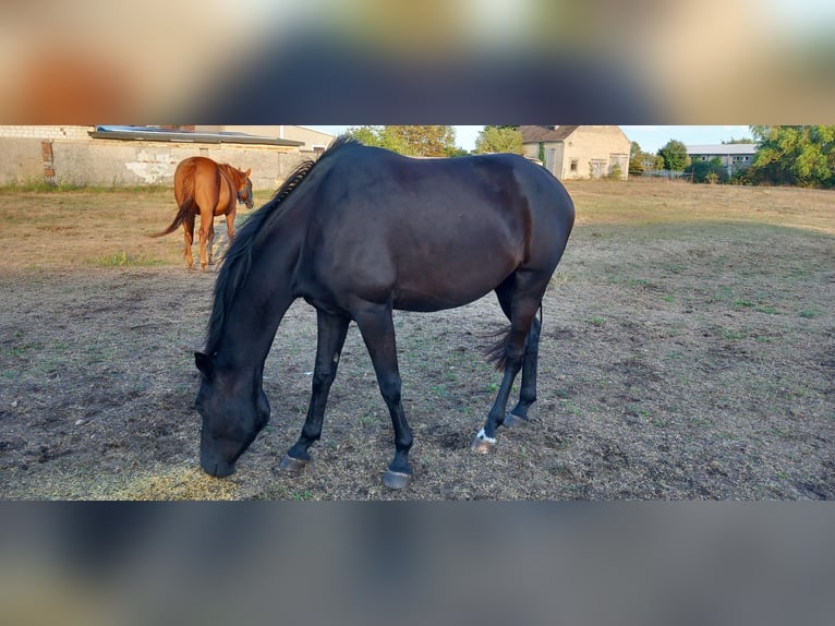 Trakehner Ruin 4 Jaar 175 cm Zwart in Authausen