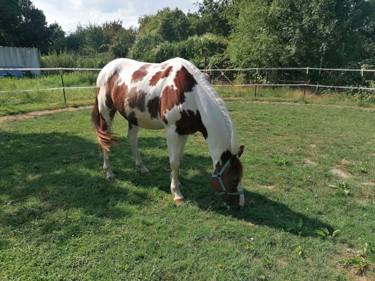 Trakehner Mix Ruin 4 Jaar  in Titz