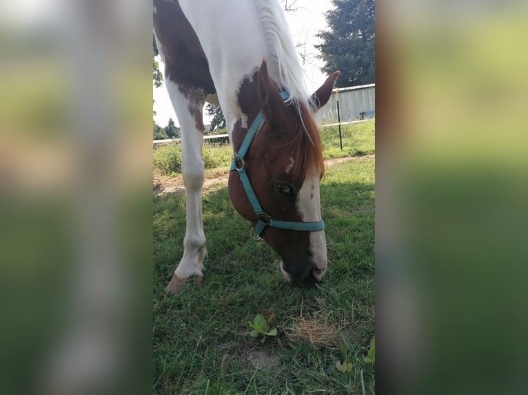 Trakehner Mix Ruin 4 Jaar  in Titz