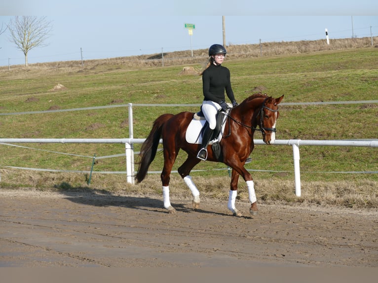 Trakehner Ruin 5 Jaar 155 cm Vos in Ganschow