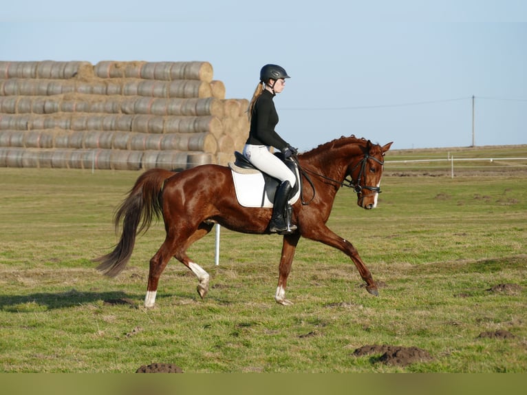 Trakehner Ruin 5 Jaar 155 cm Vos in Ganschow