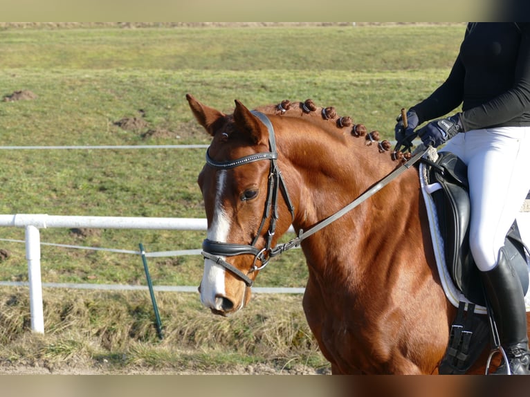Trakehner Ruin 5 Jaar 155 cm Vos in Ganschow
