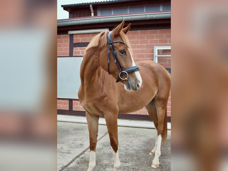 Trakehner Ruin 5 Jaar 160 cm Vos in Göttingen