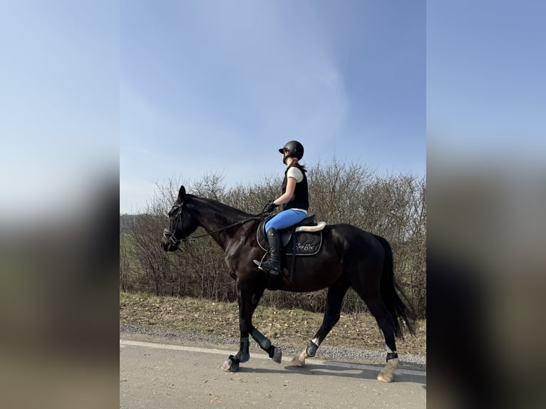 Trakehner Ruin 5 Jaar 161 cm Donkerbruin in Hemmingen