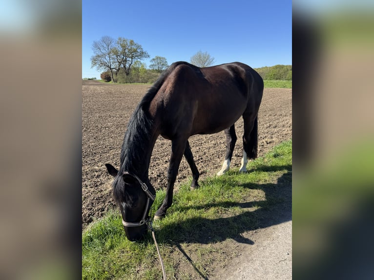 Trakehner Ruin 5 Jaar 161 cm Donkerbruin in Hemmingen