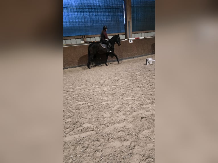 Trakehner Ruin 5 Jaar 161 cm Donkerbruin in Sperenberg
