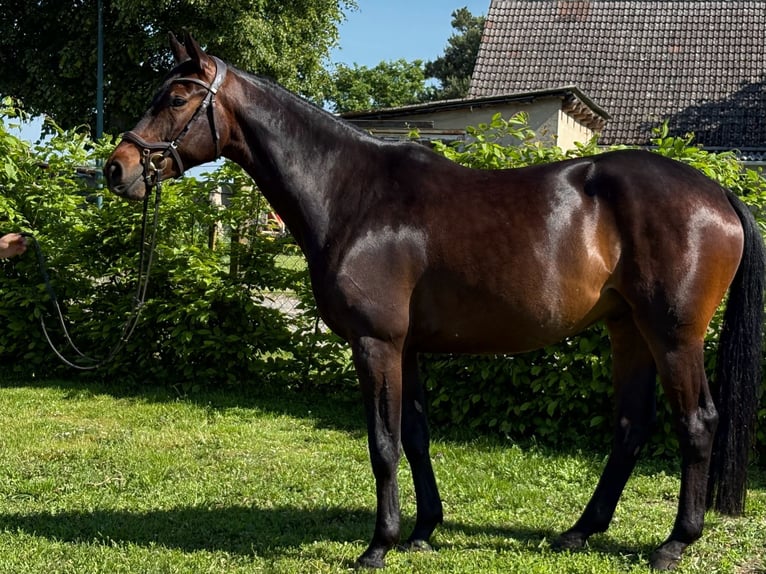 Trakehner Ruin 5 Jaar 161 cm Zwartbruin in Aulosen