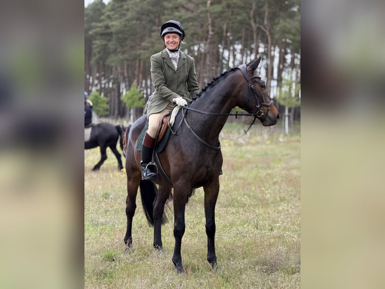 Trakehner Ruin 5 Jaar 161 cm Zwartbruin in Aulosen