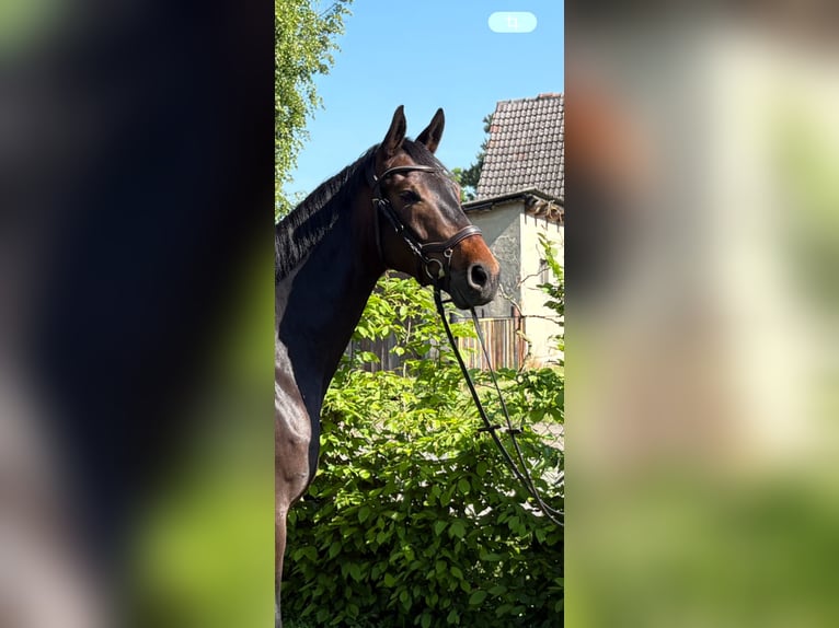 Trakehner Ruin 5 Jaar 161 cm Zwartbruin in Aulosen