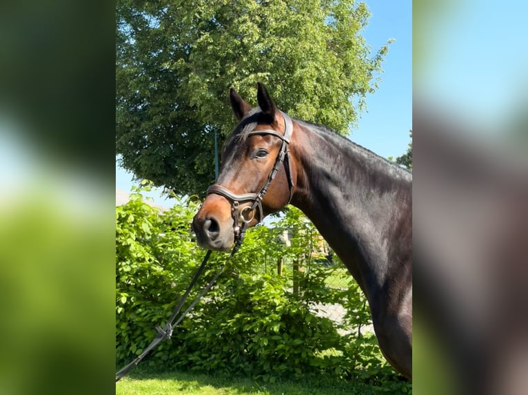 Trakehner Ruin 5 Jaar 161 cm Zwartbruin in Aulosen