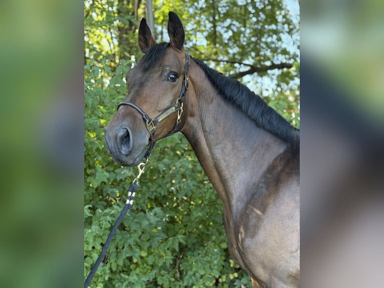 Trakehner Ruin 5 Jaar 163 cm Bruin in Neuhofen An Der Ybbs
