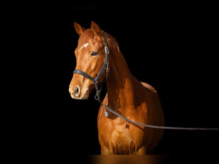 Trakehner Ruin 5 Jaar 164 cm Vos in Altenstadt