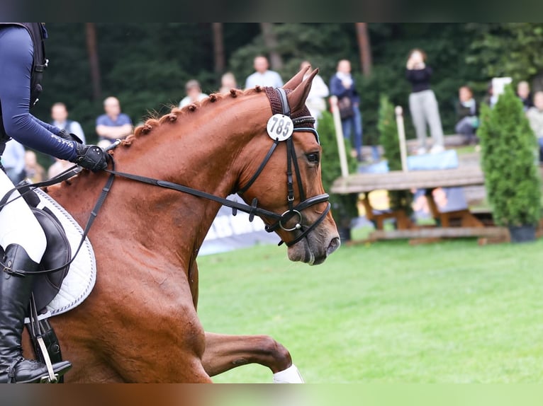 Trakehner Ruin 5 Jaar 164 cm Vos in Heidekrug