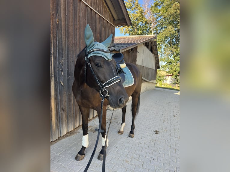 Trakehner Ruin 5 Jaar 165 cm Zwartbruin in Bad Abbach