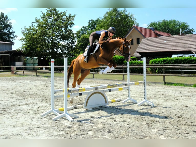 Trakehner Ruin 5 Jaar 166 cm Vos in Hopsten