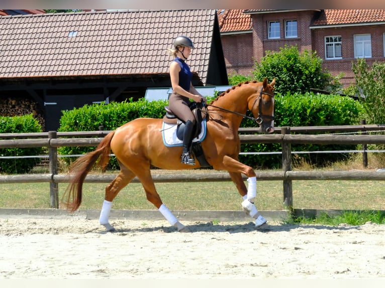 Trakehner Ruin 5 Jaar 166 cm Vos in Hopsten