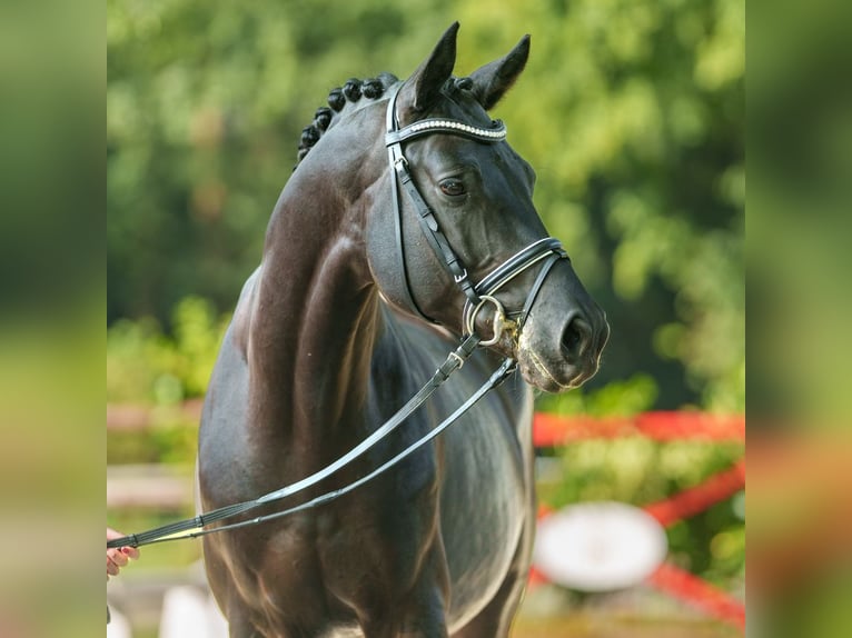 Trakehner Ruin 5 Jaar 166 cm Zwartbruin in Münster