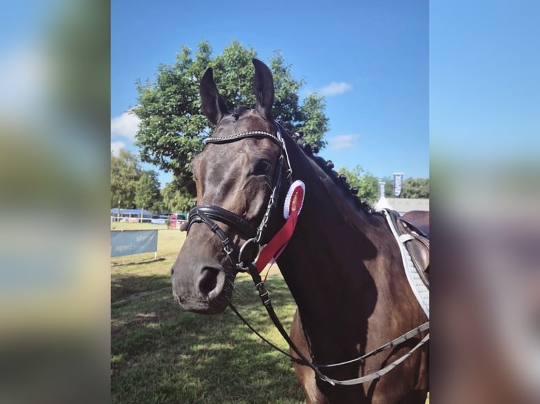 Trakehner Ruin 5 Jaar 166 cm Zwartbruin in TarbekRendsw&#xFC;hren
