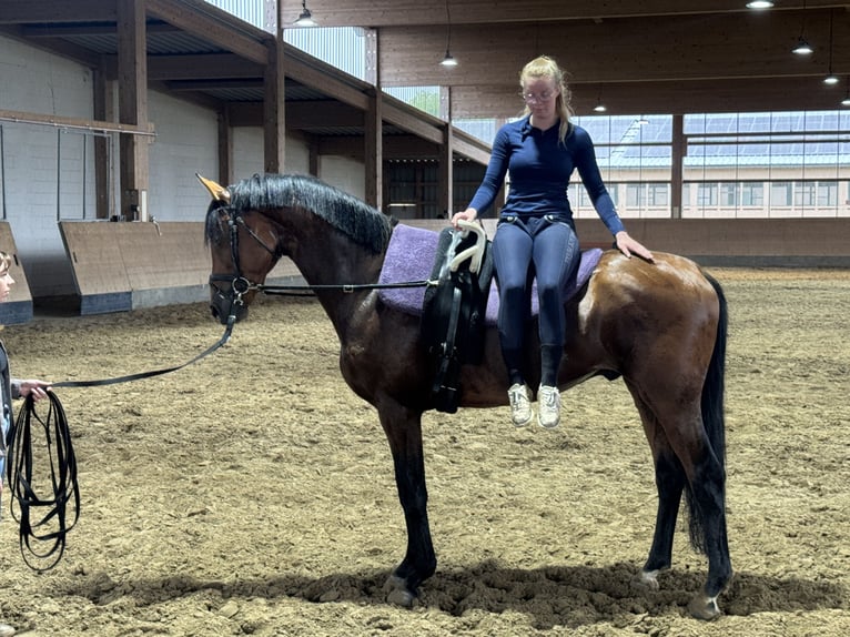 Trakehner Ruin 5 Jaar 167 cm Bruin in Ganschow