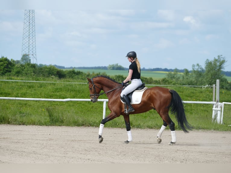 Trakehner Ruin 5 Jaar 167 cm Bruin in Ganschow