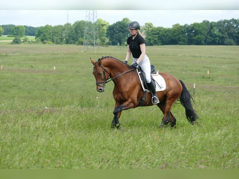 Trakehner Ruin 5 Jaar 167 cm Bruin in Ganschow