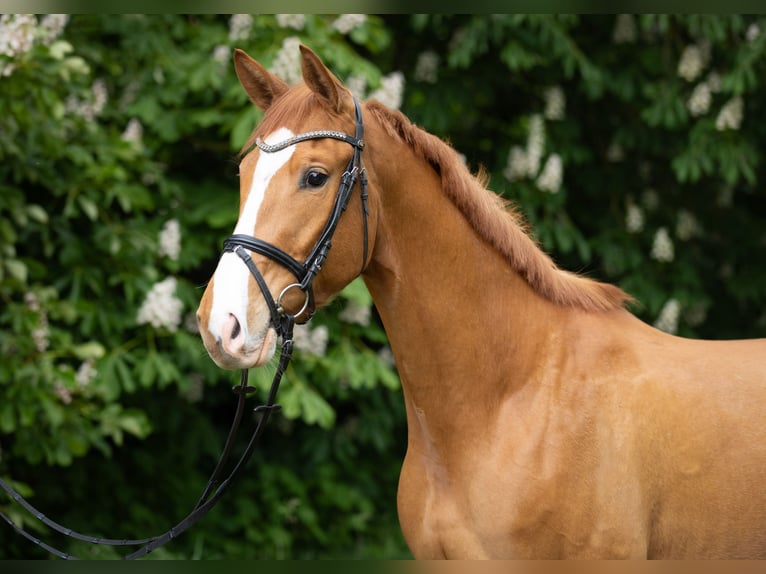 Trakehner Ruin 5 Jaar 167 cm Vos in Wolfhagen