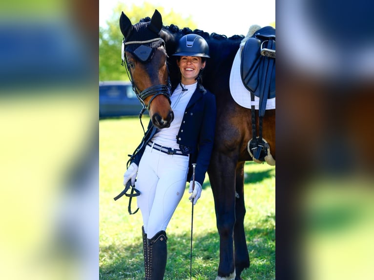 Trakehner Ruin 5 Jaar 168 cm Donkerbruin in Ahrensbök