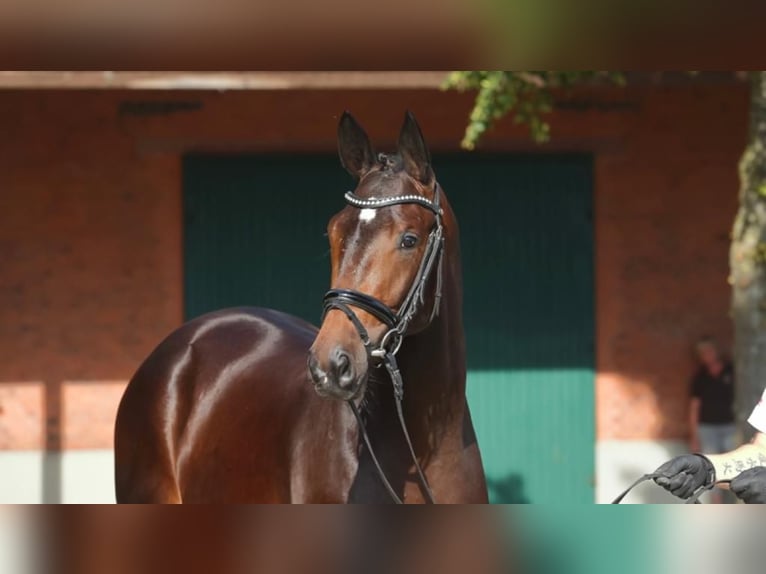 Trakehner Ruin 5 Jaar 168 cm Donkerbruin in Ahrensbök