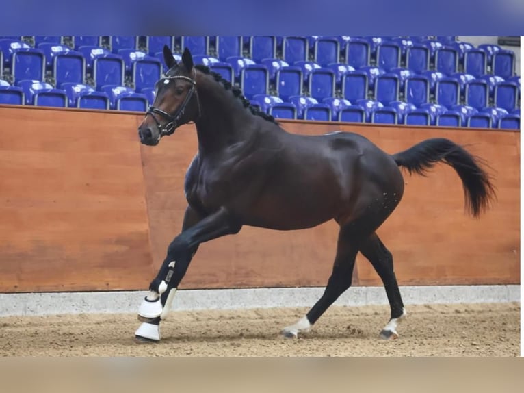 Trakehner Ruin 5 Jaar 168 cm Donkerbruin in Ahrensbök